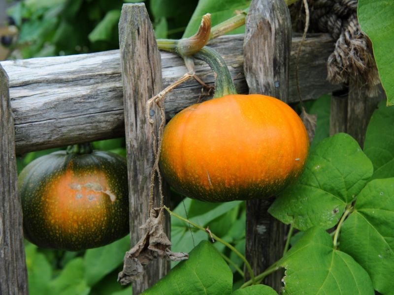 2 Kürbisse im Garten am Lattenzaun