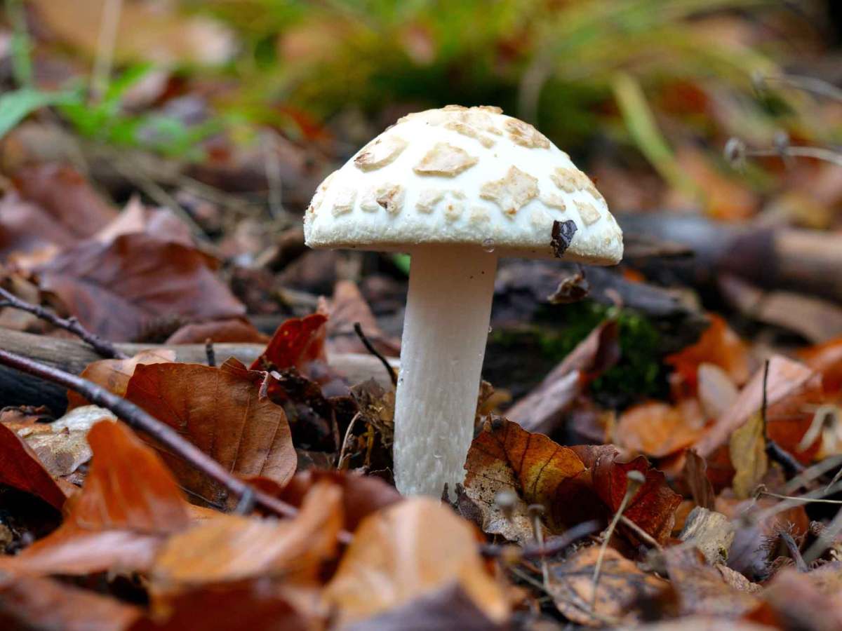 Zitronengelber Knollenblätterpilz im Laub auf dem Waldboden.