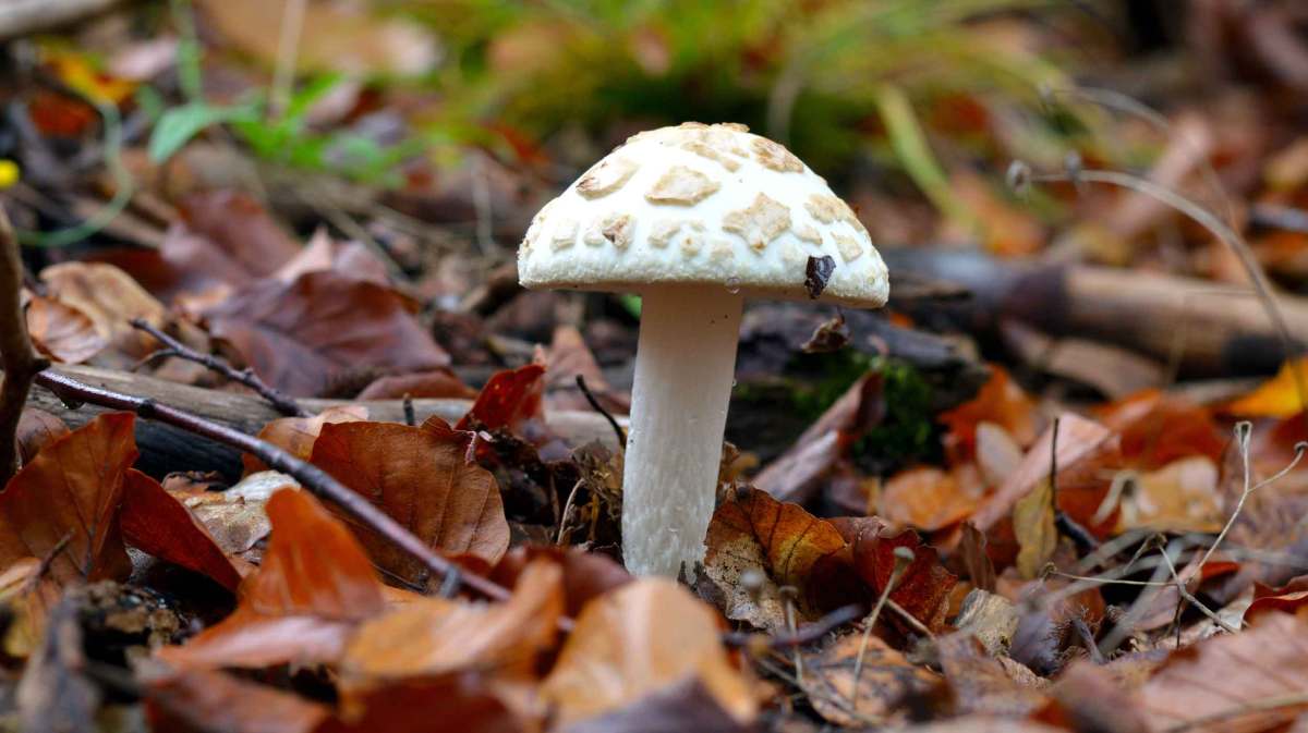 Zitronengelber Knollenblätterpilz im Laub auf dem Waldboden.