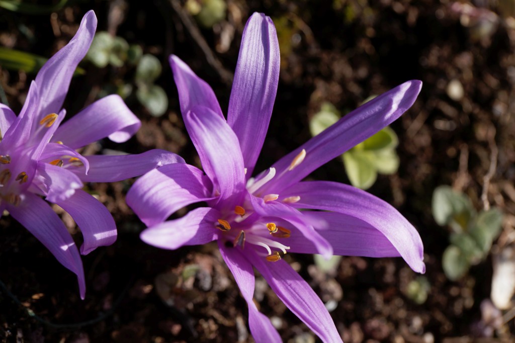 Frühblüher Frühlingslichtblume