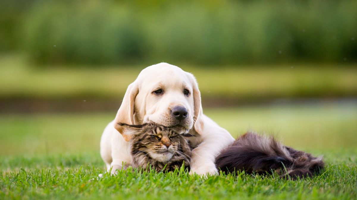 Ein Labrador und eine Katze kuscheln auf einer Wiese