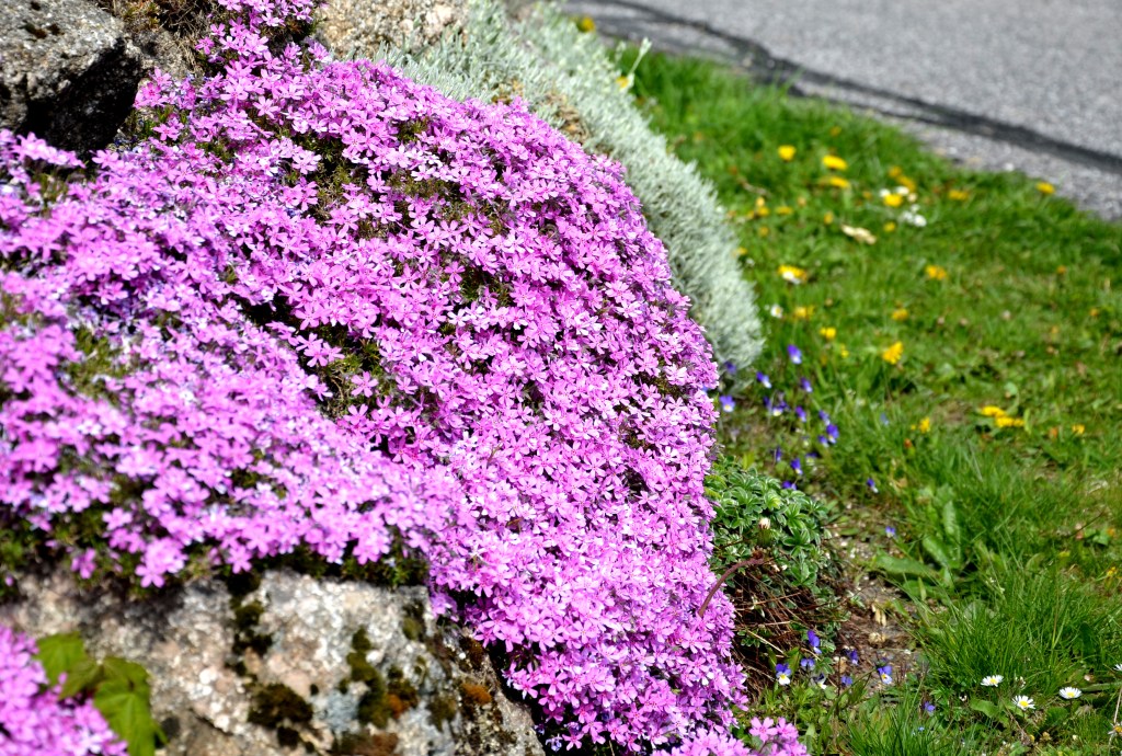 Teppichphlox