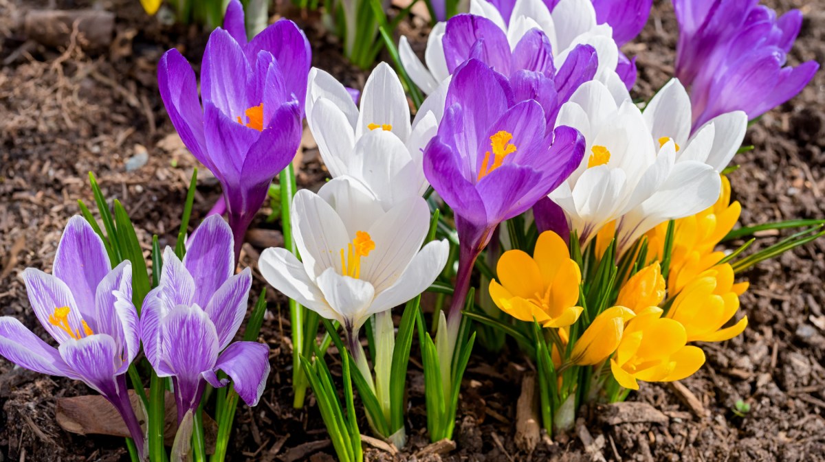 Krokusse wachsen auf Erde.