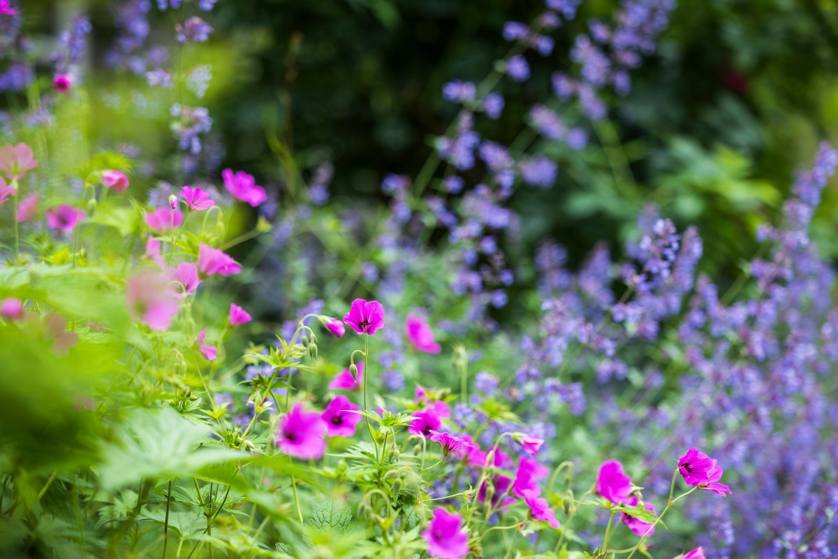 Heimische Wildstauden in Pink und Blau