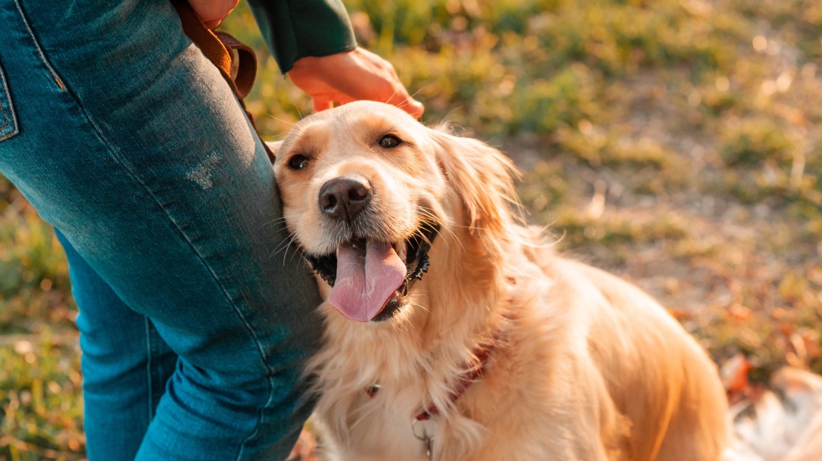 Golden Retriever kuschelt sich an Bein von Person.