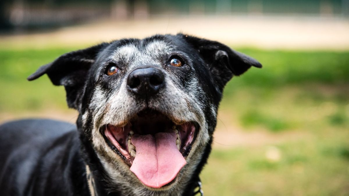 Porträt eines glücklichen alten Hundes im Hundepark