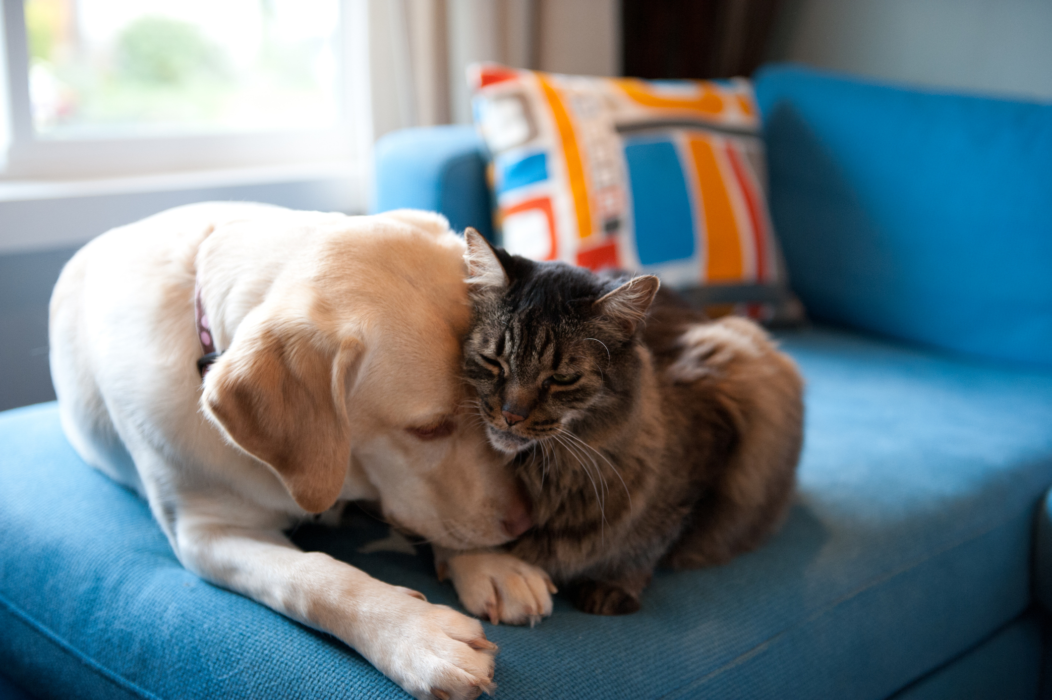 Sind-Katzen-oder-Hunde-schlauer-Studie-kommt-zu-berraschendem-Ergebnis