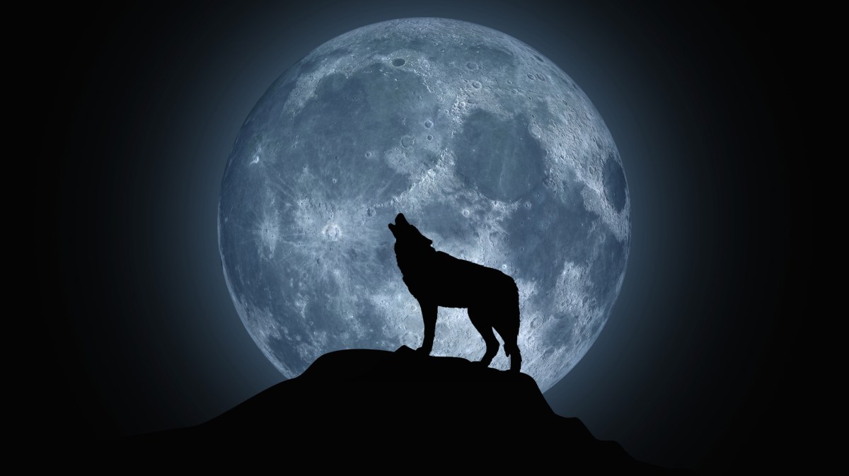 Wolf steht vor großem Vollmond.