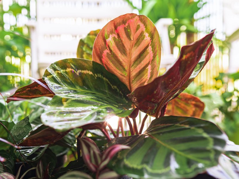 Nahaufnahme Blätter tropische Pflanze Calathea in Regentropfen in Strahlen Sonne