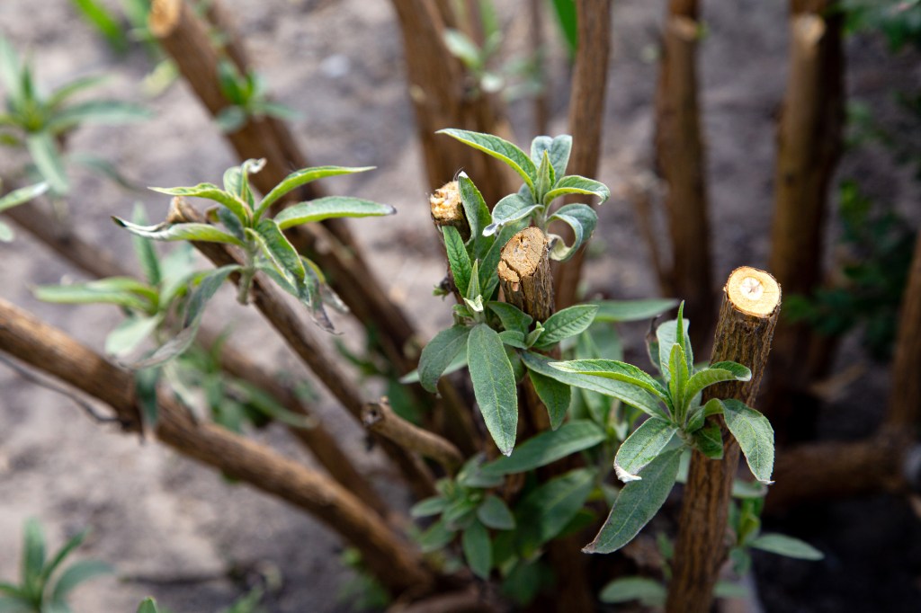 Buddleja Rückschnitt