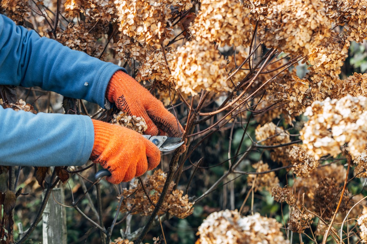 Rispenhortensie wird mit Schere geschnitten