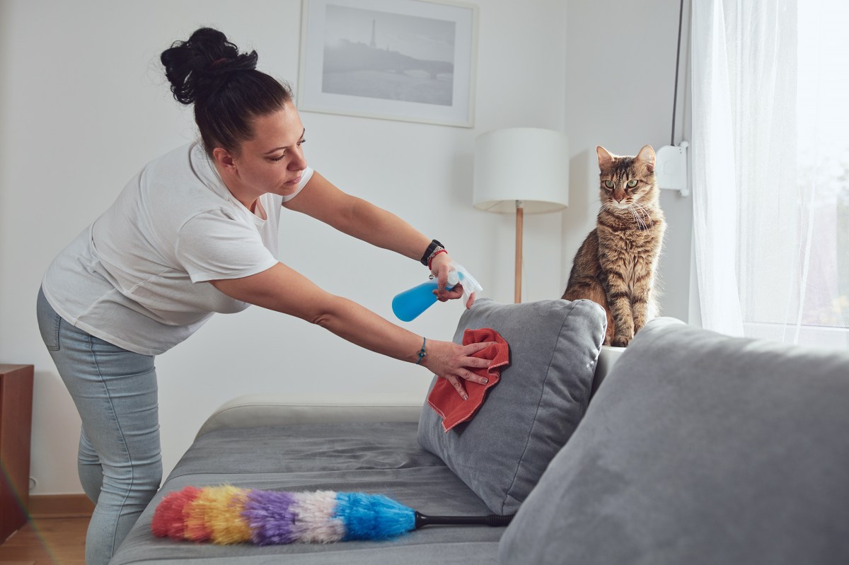 Frühjahrsputz: Frau reinigt Sofa, darauf sitzt Katze