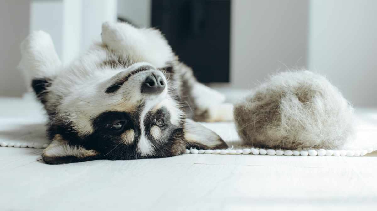 Schöner Corgi Hund mit ausgebürstetem Fell auf dem Boden liegend. Flauschiges Hündchen haart und verteilt Fell jährlich im Frühjahr oder Herbst zu Hause. Hygiene Allergie Tierpflege Konzept.