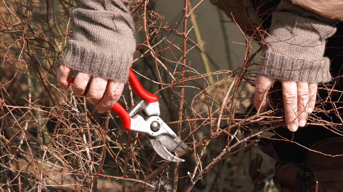 Person hat rote Gartenschere in der Hand und schneidet vertrockneten Strauch ab.