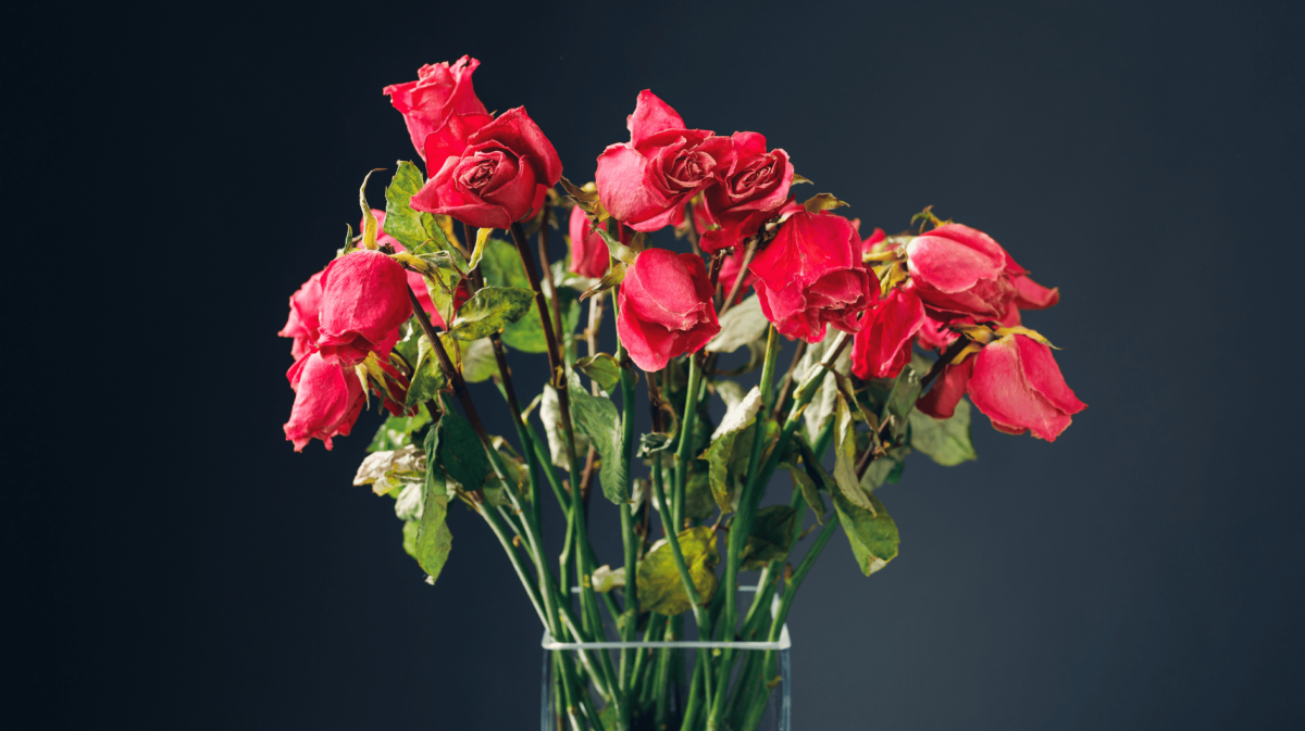 Strauß rote Rosen, der die Köpfe hängen lässt.