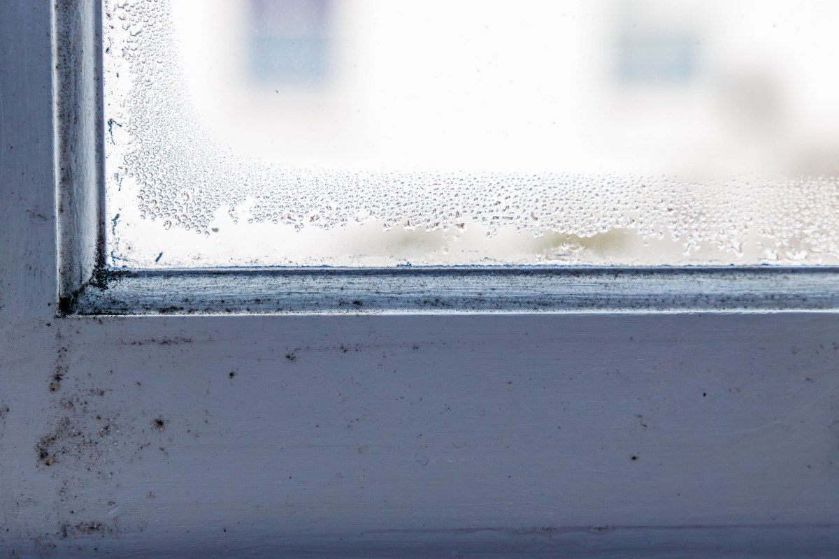 Schimmel am Fenster