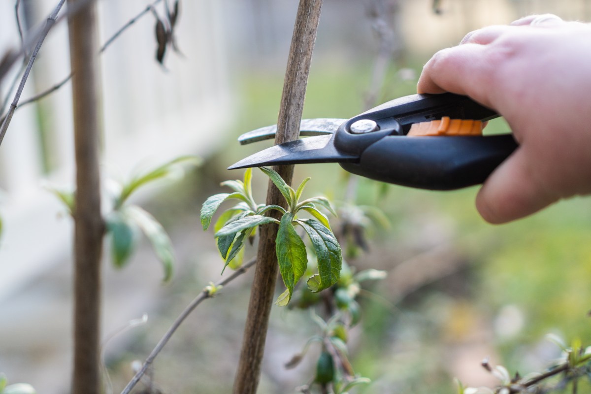 Sommerflieder schneiden mit Gartenschere