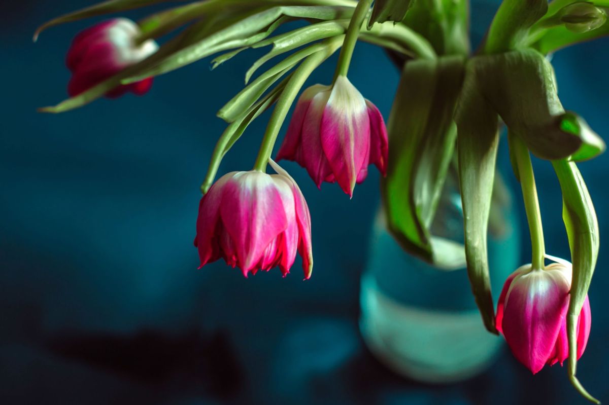 Pinke Tulpen lassen Köpfe hängen