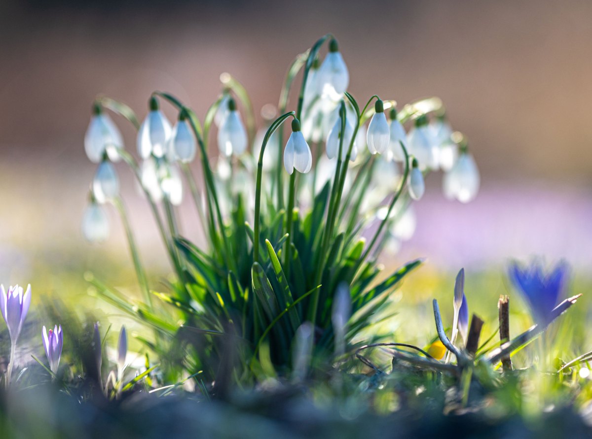 Schneeglöckchen im Sonnenlicht auf einer Krokus-Wiese